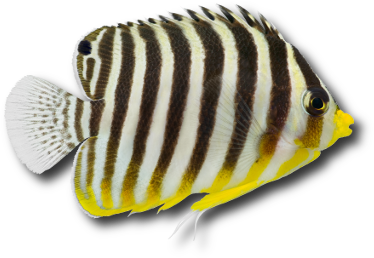 Le poisson ange à bandes noires (Paracentropyge multifasciata) © Johannesk | Dreamstime.com