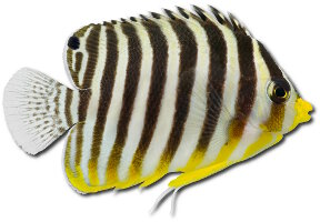 Poisson ange à bandes noires (Paracentropyge multifasciata) Poisson ange à bandes noires (Paracentropyge multifasciata)