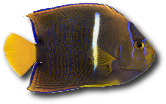 Le poisson ange à barre blanche (Holacanthus passer) © Isselee | Dreamstime.com Le poisson ange à barre blanche (Holacanthus passer) © Isselee | Dreamstime.com