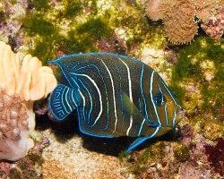 Poisson ange à demi-cercles (Pomacanthus semicirculatus)