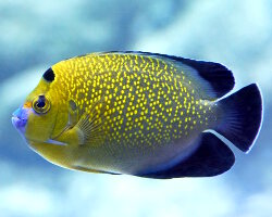 Goldflake angelfish (Apolemichthys xanthopunctatus)