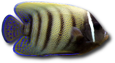 Le poisson ange à six bandes (Pomacanthus sexstriatus) © Lukas Blazek | Dreamstime.com Le poisson ange à six bandes (Pomacanthus sexstriatus) © Lukas Blazek | Dreamstime.com
