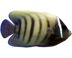 Poisson ange à six bandes (Pomacanthus sexstriatus)