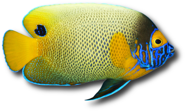 Le poisson ange à tête bleue (Pomacanthus xanthometopon) © Tatus | Dreamstime.com Le poisson ange à tête bleue (Pomacanthus xanthometopon) © Tatus | Dreamstime.com