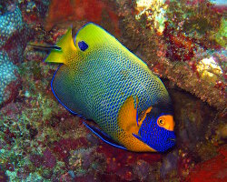 Poisson ange à tête bleue (Pomacanthus xanthometopon) Poisson ange à tête bleue (Pomacanthus xanthometopon)