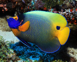 Poisson ange à tête bleue (Pomacanthus xanthometopon) Poisson ange à tête bleue (Pomacanthus xanthometopon)
