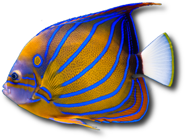 The bluering angelfish (Pomacanthus annularis) © Sergey Skleznev | Dreamstime.com The bluering angelfish (Pomacanthus annularis) © Sergey Skleznev | Dreamstime.com