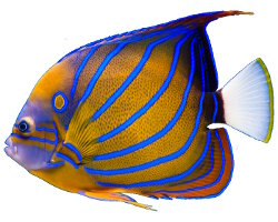 Poisson ange annelé (Pomacanthus annularis)