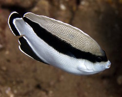 Poisson ange arqué (Apolemichthys arcuatus)