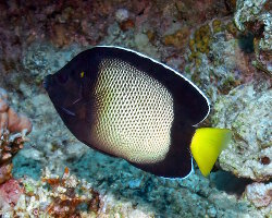 Poisson ange de Mer Rouge (Apolemichthys xanthotis) Poisson ange de Mer Rouge (Apolemichthys xanthotis)