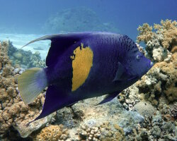 Poisson ange demi-lune (Pomacanthus asfur) Poisson ange demi-lune (Pomacanthus asfur)