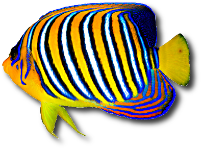 Le poisson ange duc (Pygoplites diacanthus) © Serg_dibrova | Dreamstime.com Le poisson ange duc (Pygoplites diacanthus) © Serg_dibrova | Dreamstime.com