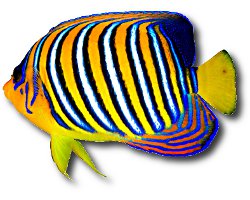 Royal angelfish (Pygoplites diacanthus) Royal angelfish (Pygoplites diacanthus)