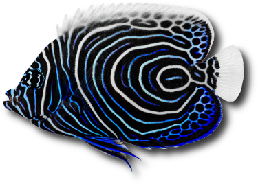 Le poisson ange empereur (Pomacanthus imperator) © Johannesk | Dreamstime.com Le poisson ange empereur (Pomacanthus imperator) © Johannesk | Dreamstime.com