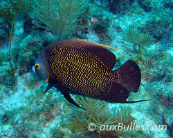 Le poisson ange français