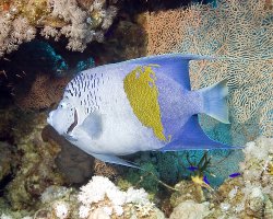 Poisson ange géographe (Pomacanthus maculosus)