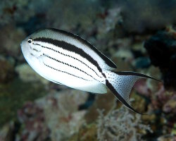 Poisson ange lyre de Lamarck (Genicanthus lamarck)