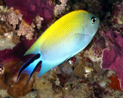 Poisson ange lyre zébré du Pacifique (Genicanthus melanospilos)