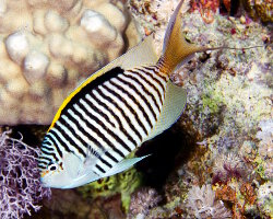 Poisson ange lyre zébré (Genicanthus caudovittatus)