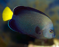 Poisson ange moucheté de bleu (Chaetodontoplus caeruleopunctatus)