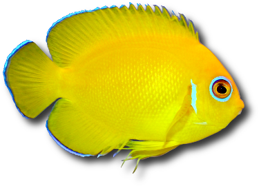 Le poisson ange nain citron (Centropyge flavissima) © Guinapora | Dreamstime.com Le poisson ange nain citron (Centropyge flavissima) © Guinapora | Dreamstime.com