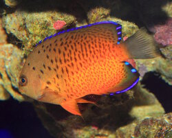 Poisson ange nain rouille (Centropyge ferrugata) Poisson ange nain rouille (Centropyge ferrugata)