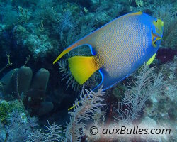 Le poisson ange royal