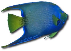 Queen angelfish (Holacanthus ciliaris) Queen angelfish (Holacanthus ciliaris)