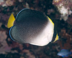 Poisson ange vermiculé (Chaetodontoplus mesoleucus)