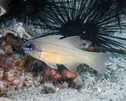 Apogon aux branchies tachetées (Ostorhinchus chrysopomus) Apogon aux branchies tachetées (Ostorhinchus chrysopomus)
