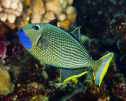 Baliste à gorge bleue (Xanthichthys auromarginatus) Baliste à gorge bleue (Xanthichthys auromarginatus)