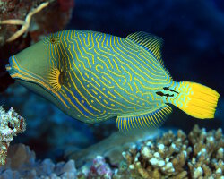 Baliste à rayures orange (Balistapus undulatus)