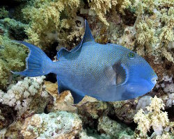 Baliste à rides bleues (Pseudobalistes fuscus)