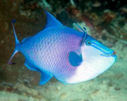 Baliste bleu (Odonus niger) Baliste bleu (Odonus niger)