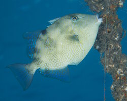 Baliste cabri (Balistes capriscus) Baliste cabri (Balistes capriscus)