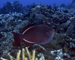 Baliste noir (Melichthys niger)