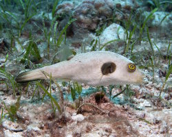 Poisson ballon immaculé (Arothron immaculatus)