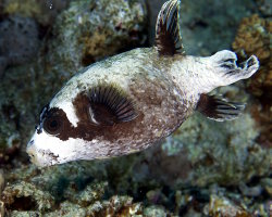 Poisson ballon masqué (Arothron diadematus) Poisson ballon masqué (Arothron diadematus)