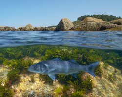 Bar européen (Dicentrarchus labrax)