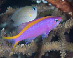 Barbier pourpre (Pseudanthias tuka)