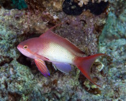 Barbier rouge (Pseudanthias squamipinnis)