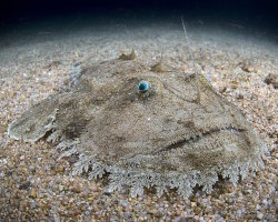 Baudroie chinoise (Lophius litulon) Baudroie chinoise (Lophius litulon)