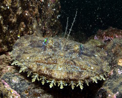Baudroie commune (Lophius piscatorius) Baudroie commune (Lophius piscatorius)