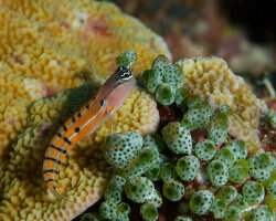 Blennie clown d'Axelrod (Ecsenius axelrodi)