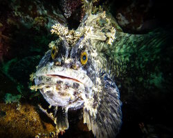 Mottled warbonnet (Chirolophis japonicus)