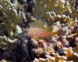 La blennie léopard La blennie léopard