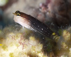 Pictus blenny (Ecsenius pictus) Pictus blenny (Ecsenius pictus)