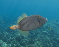 Whitespotted filefish (Cantherhines dumerilii) Whitespotted filefish (Cantherhines dumerilii)