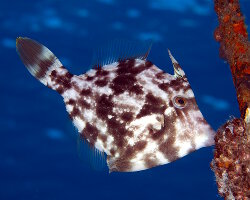 Bourse brune (Stephanolepis hispidus) Bourse brune (Stephanolepis hispidus)