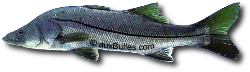 Le brochet de mer (Centropomus undecimalis)